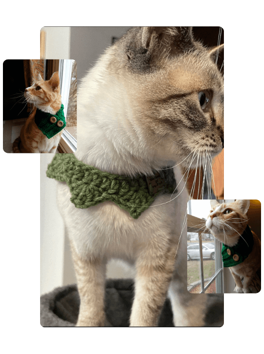 mockup bandana gato (1)